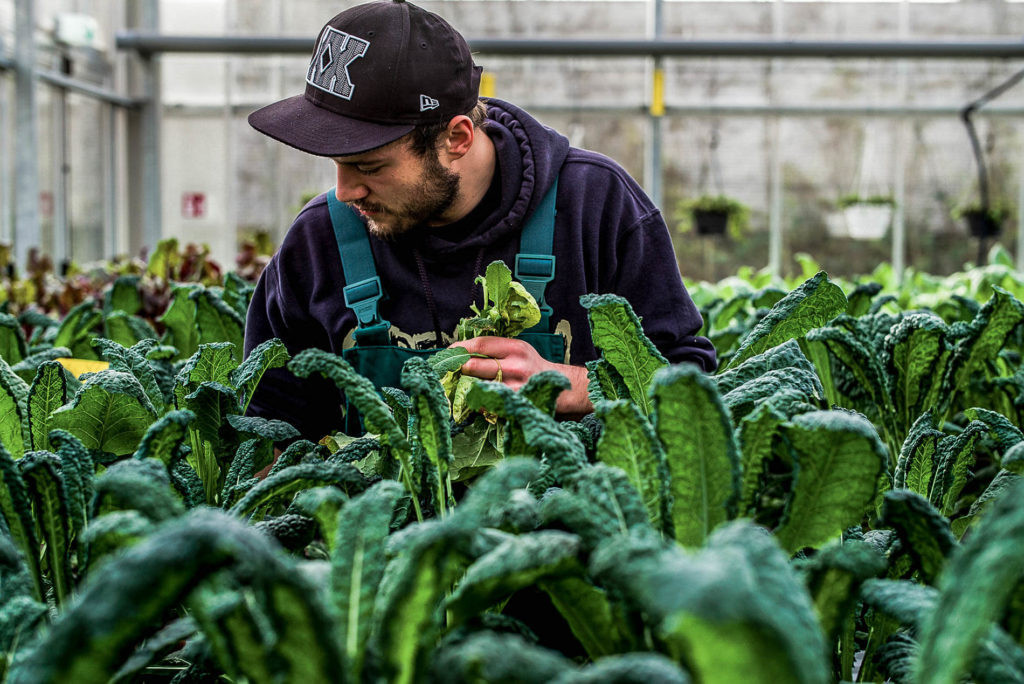 Aquaponic, fish farming, fish, farming, vegetables, salad