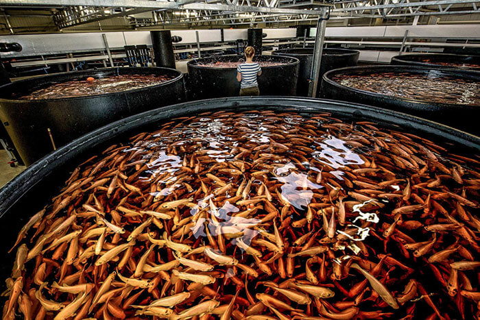 Große Fässer mit kleinen Fischen, die in einer symbotischen Wohngemeinschschaft mit Pflanzen und Co gezüchtet werden.