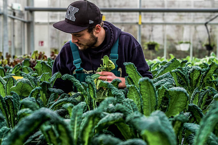 Aquaponic, fish farming, fish, farming, vegetables, salad