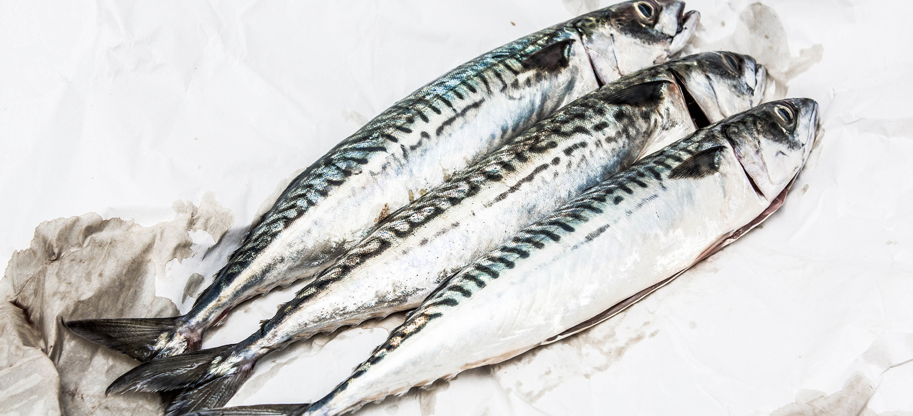 Fish that is not endangered due to overfishing as means toward a more sustainable world.