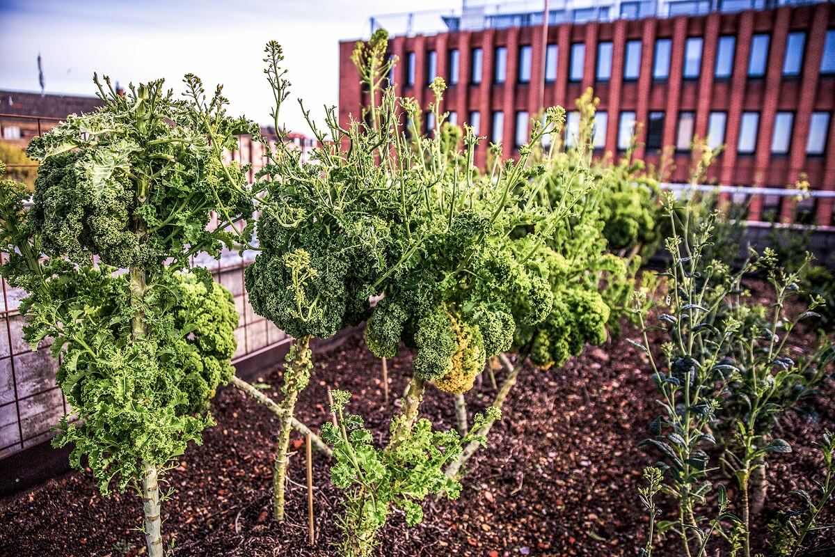 Kale plants in the roof garden of an urban gardening restaurant