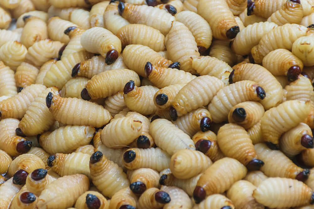 worm larvae