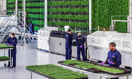 vertical farming agriculture