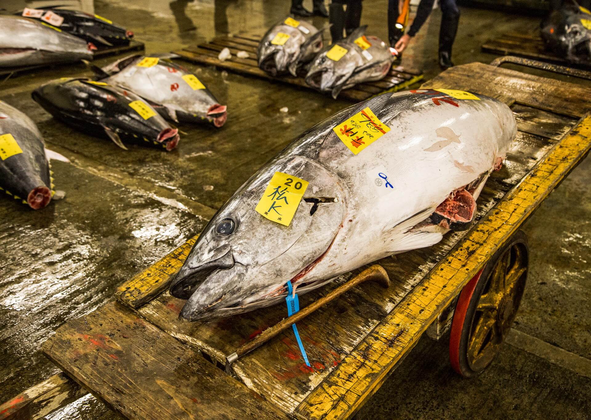 Restaurants and hotels buy fresh fish at the toyosu fish market in tokyo. 