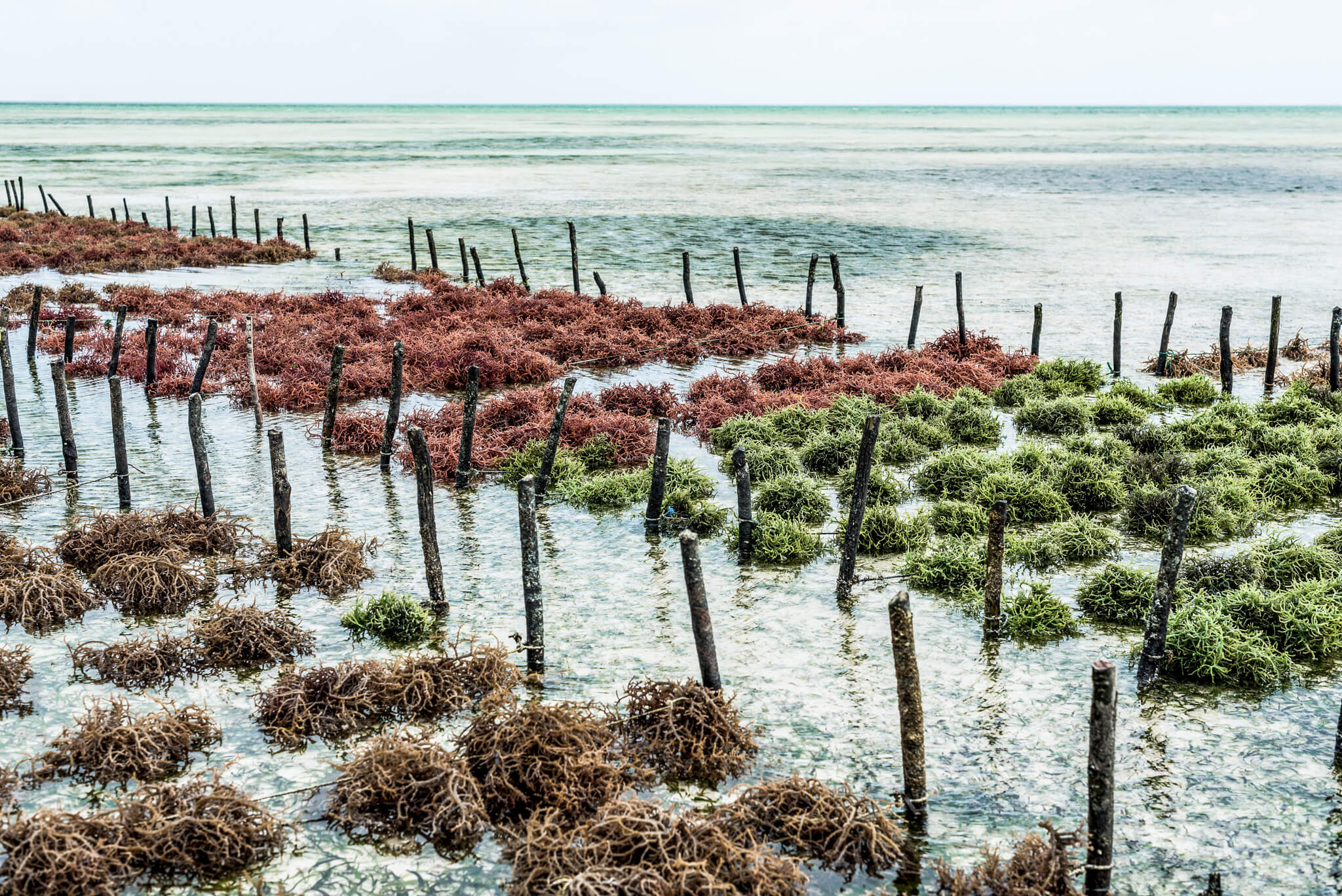 Rows of seaweed / Seaweed – vegan food for restaurant