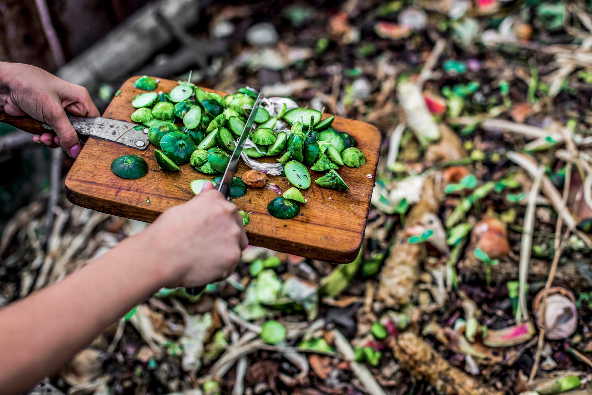 Alimentos arrojados al compost: utilizarlos puede ayudar a combatir la crisis climática.