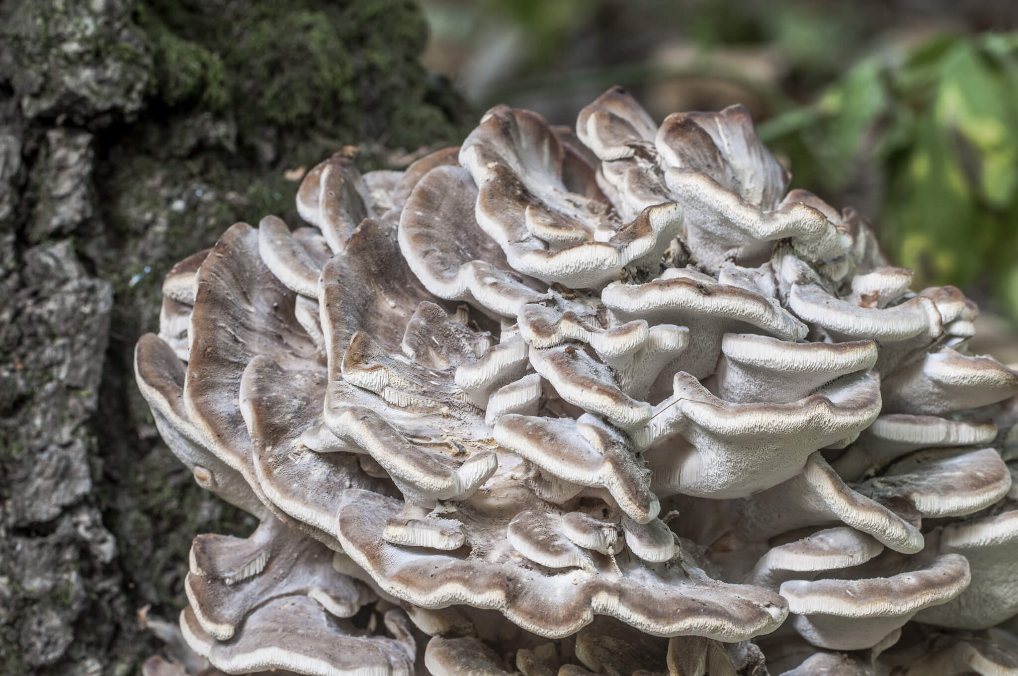 Mushrooms for cooking in restaurant