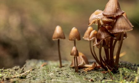 Mushrooms for cooking in restaurant