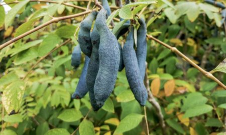 Blaugurke kochen Restaurant Gericht