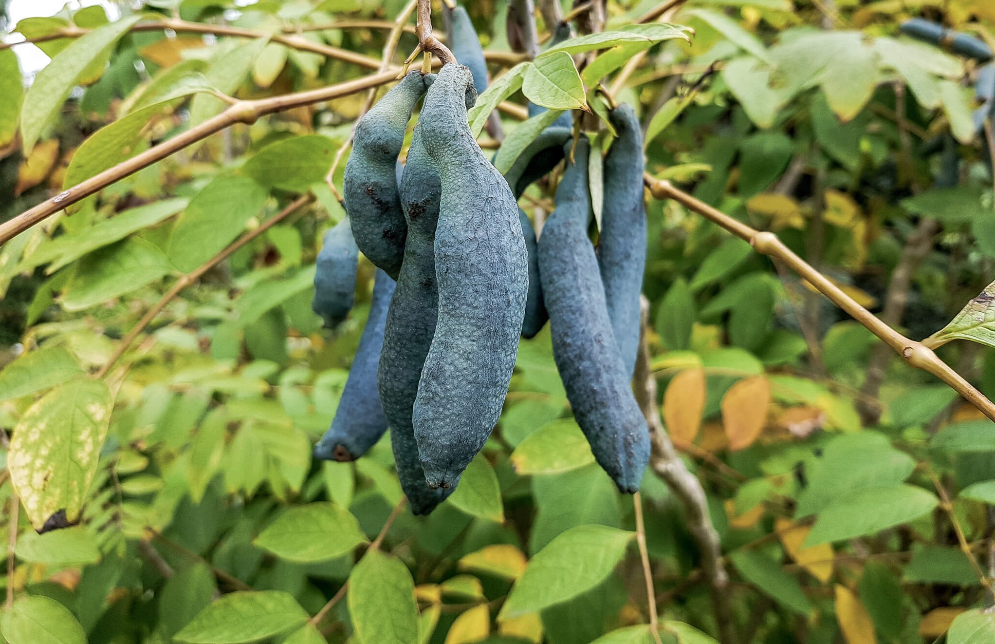 Blaugurke kochen Restaurant Gericht