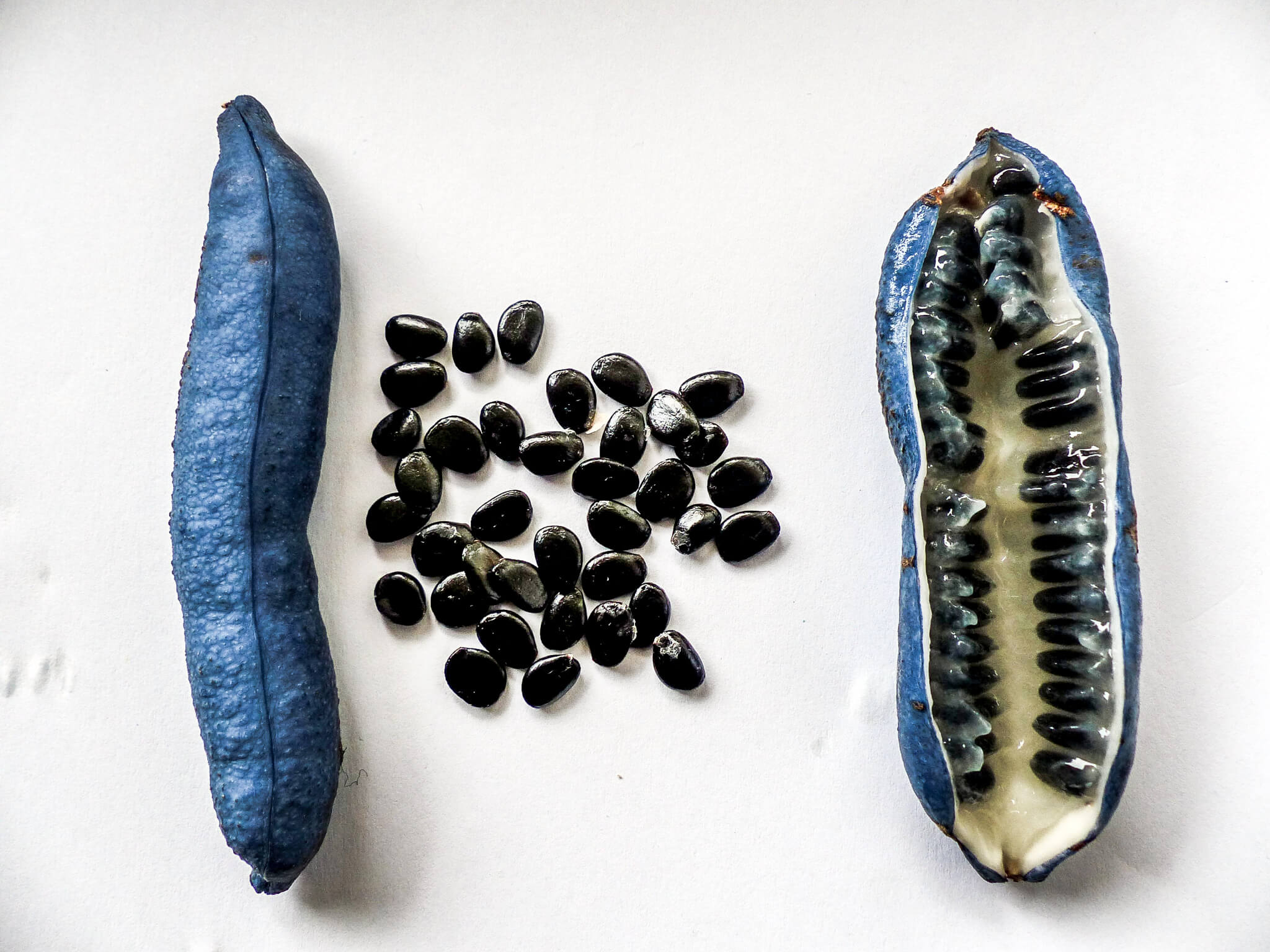 blue cucumber, or blue pepper for cooking