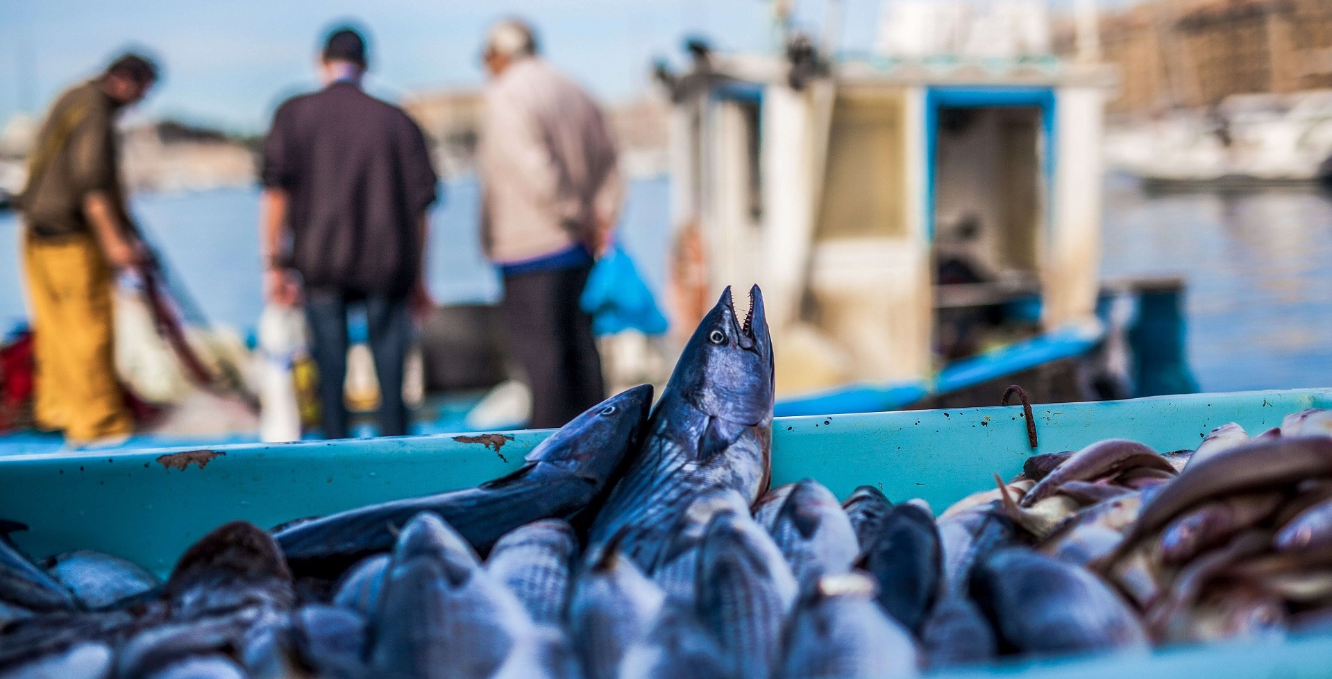 Sustainable eating Fish Ocean