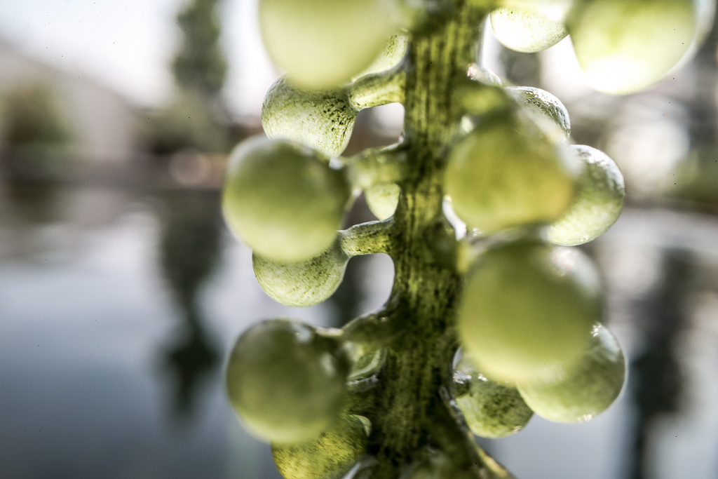 Moai: the japanese sea grape