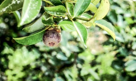 Where to grow mangosteen?