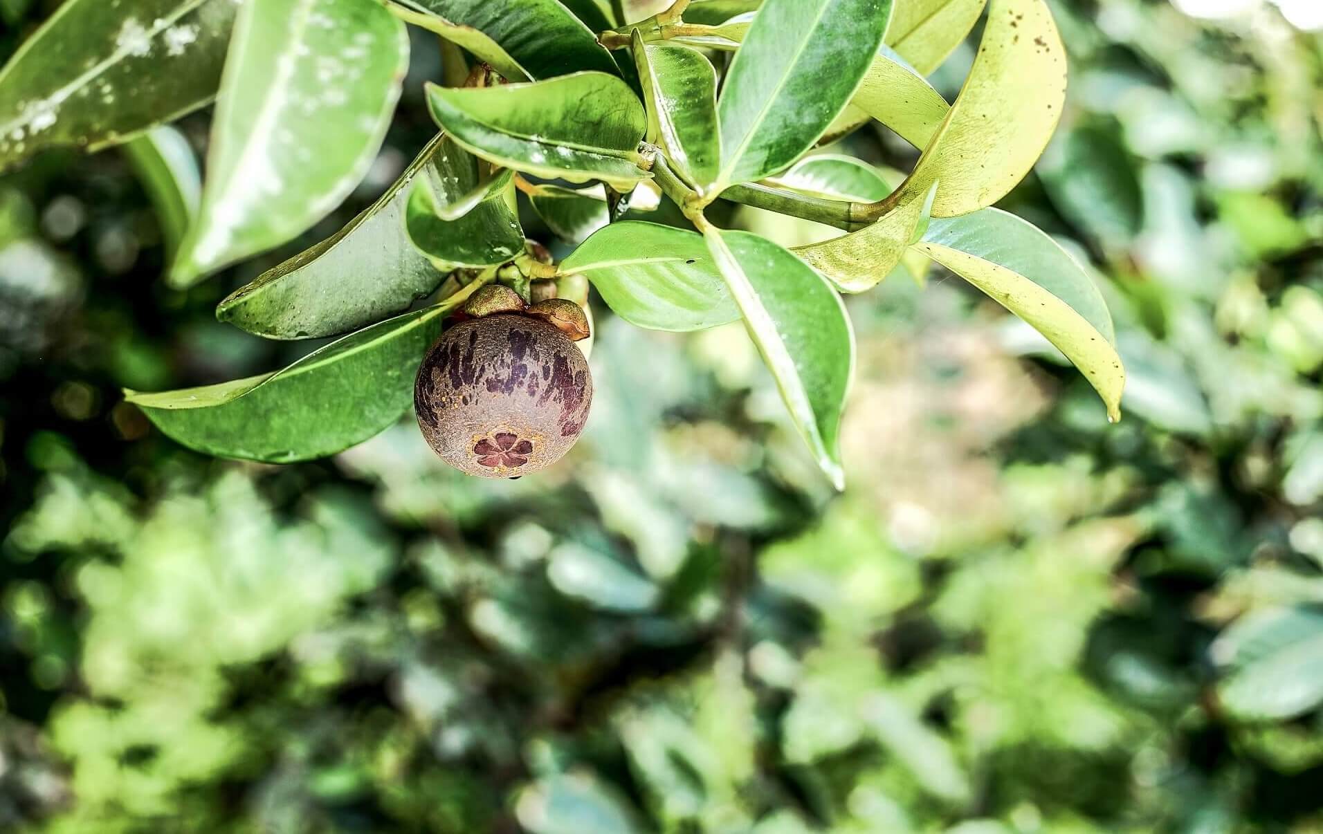 Where to grow mangosteen?