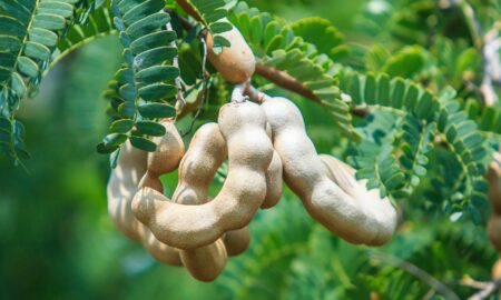 How does tamarind look like?