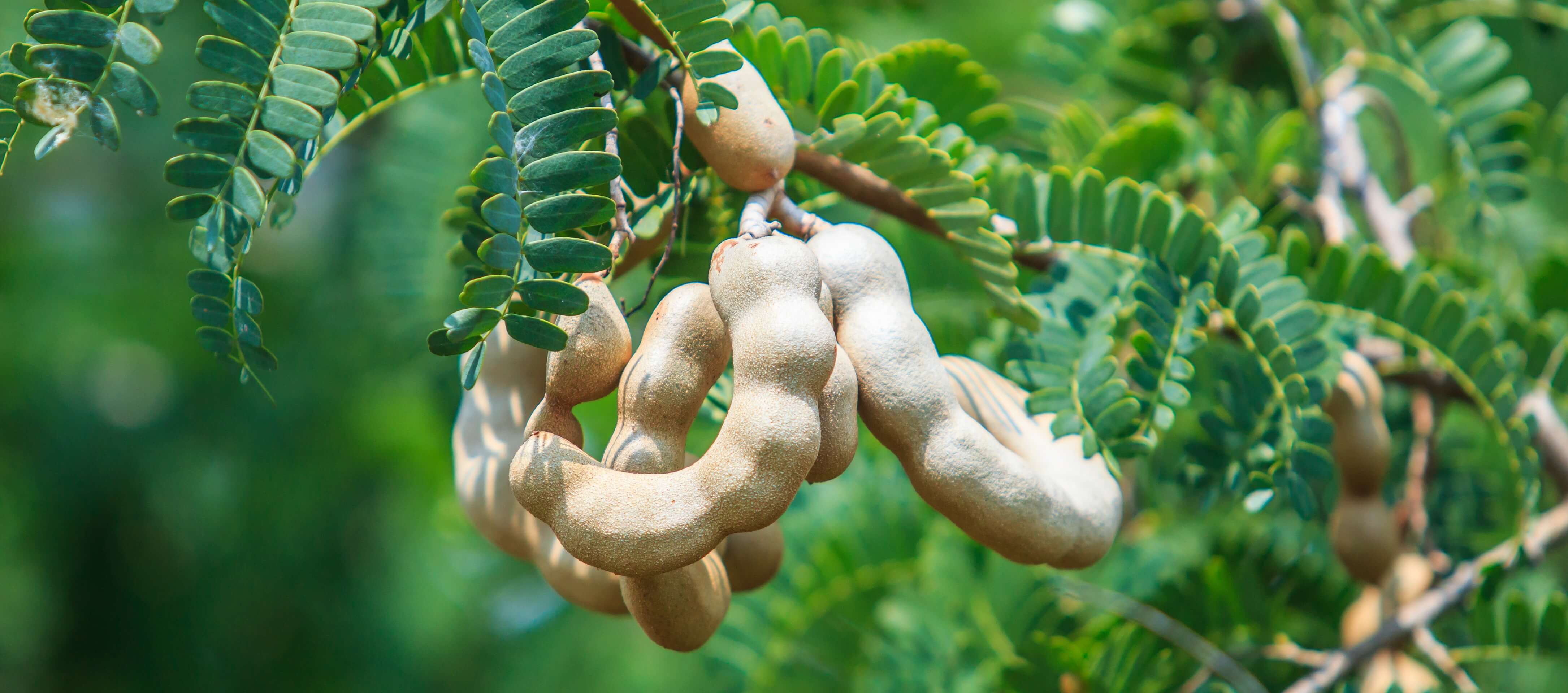 How does tamarind look like?