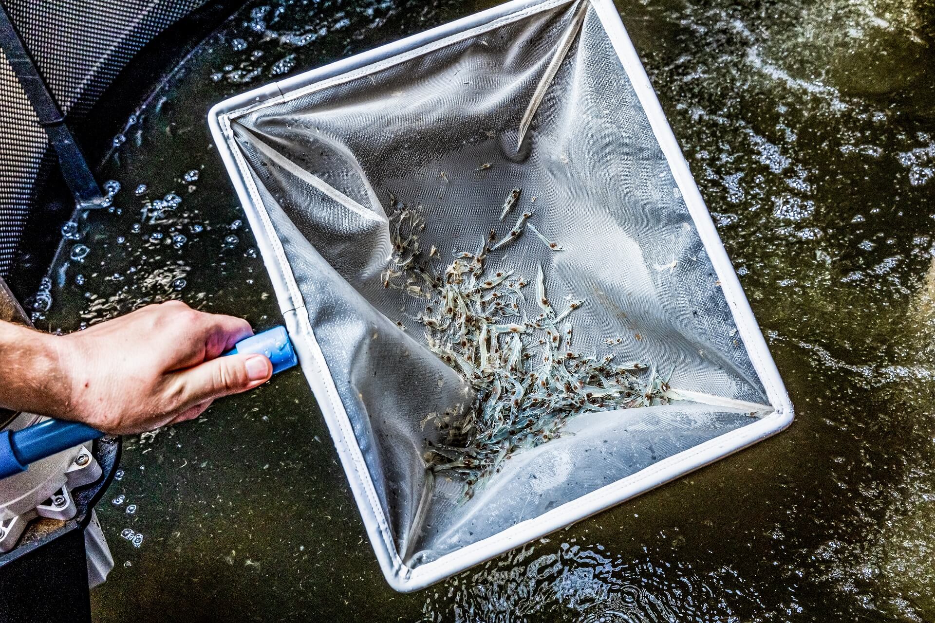 What do shrimp postlarvae look like?