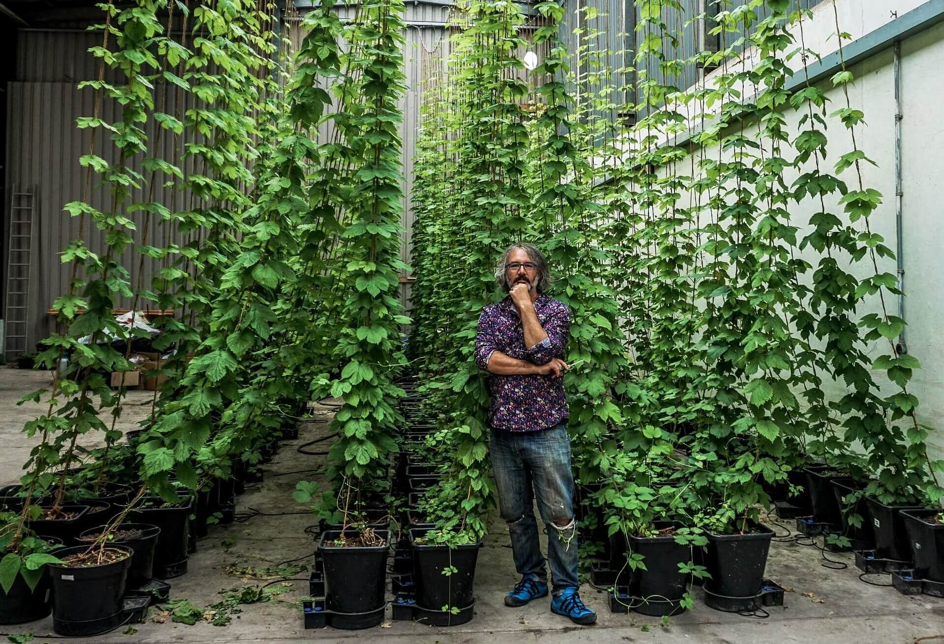 Davies infront of his indoor cultivation of hops that distinguishes the Dark Farm from other hop plants.