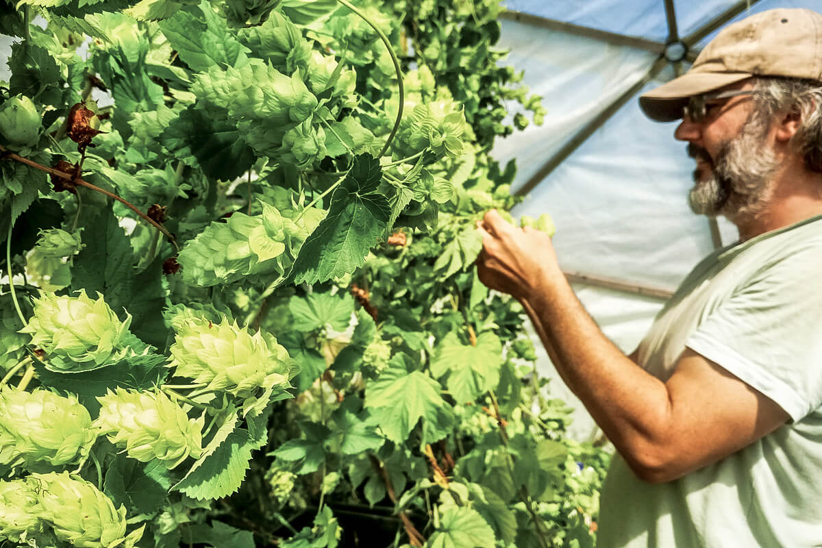 Gareth Davies and Yohanna Best use hydroponics to grow hops indoors at Dark Farm.