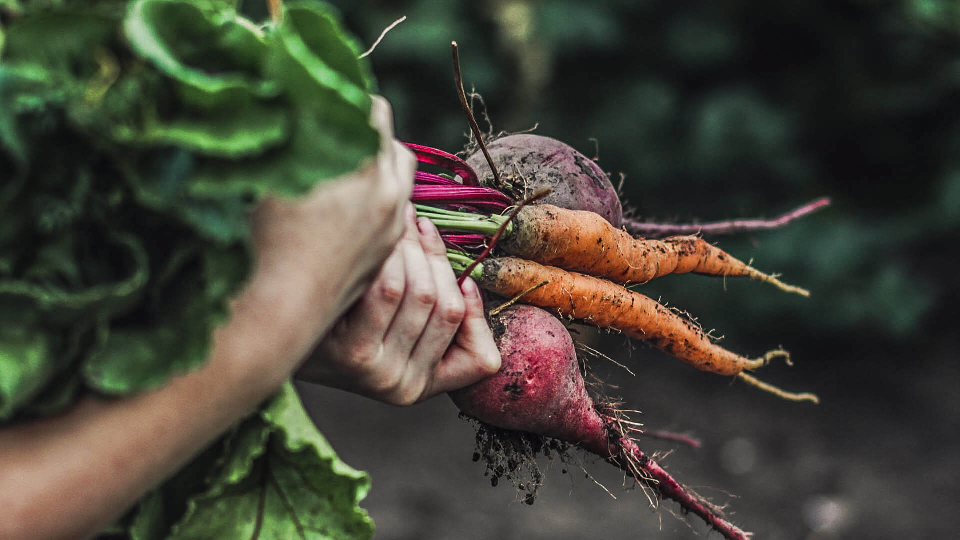 Meatless diet continues to be a strong trend