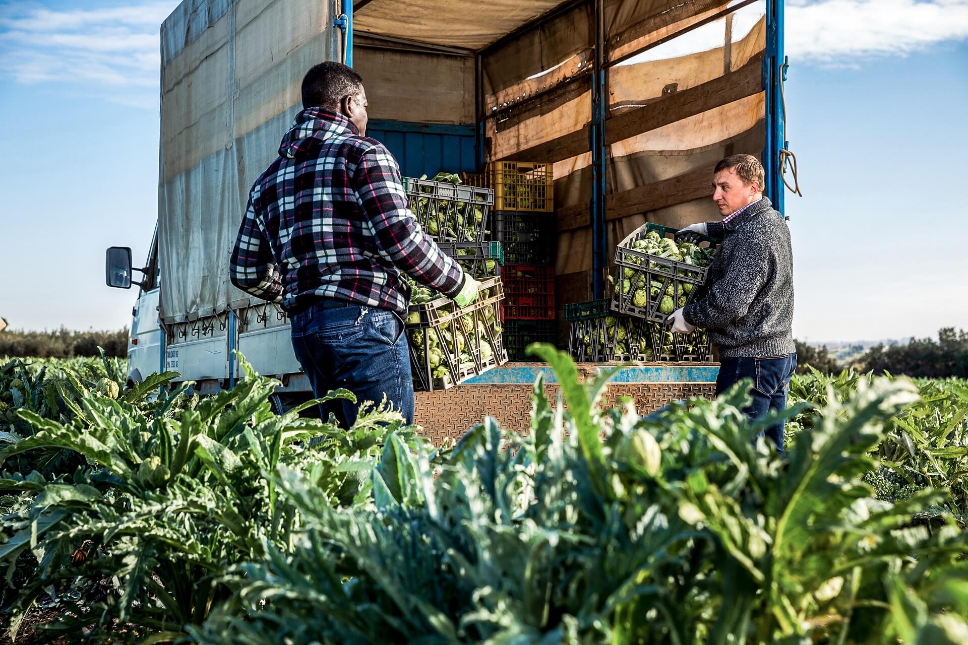 Nachhaltig angebaute Lebensmittel werden geerntet und verladen