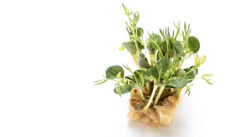 The Lupine Cress is versatile in use