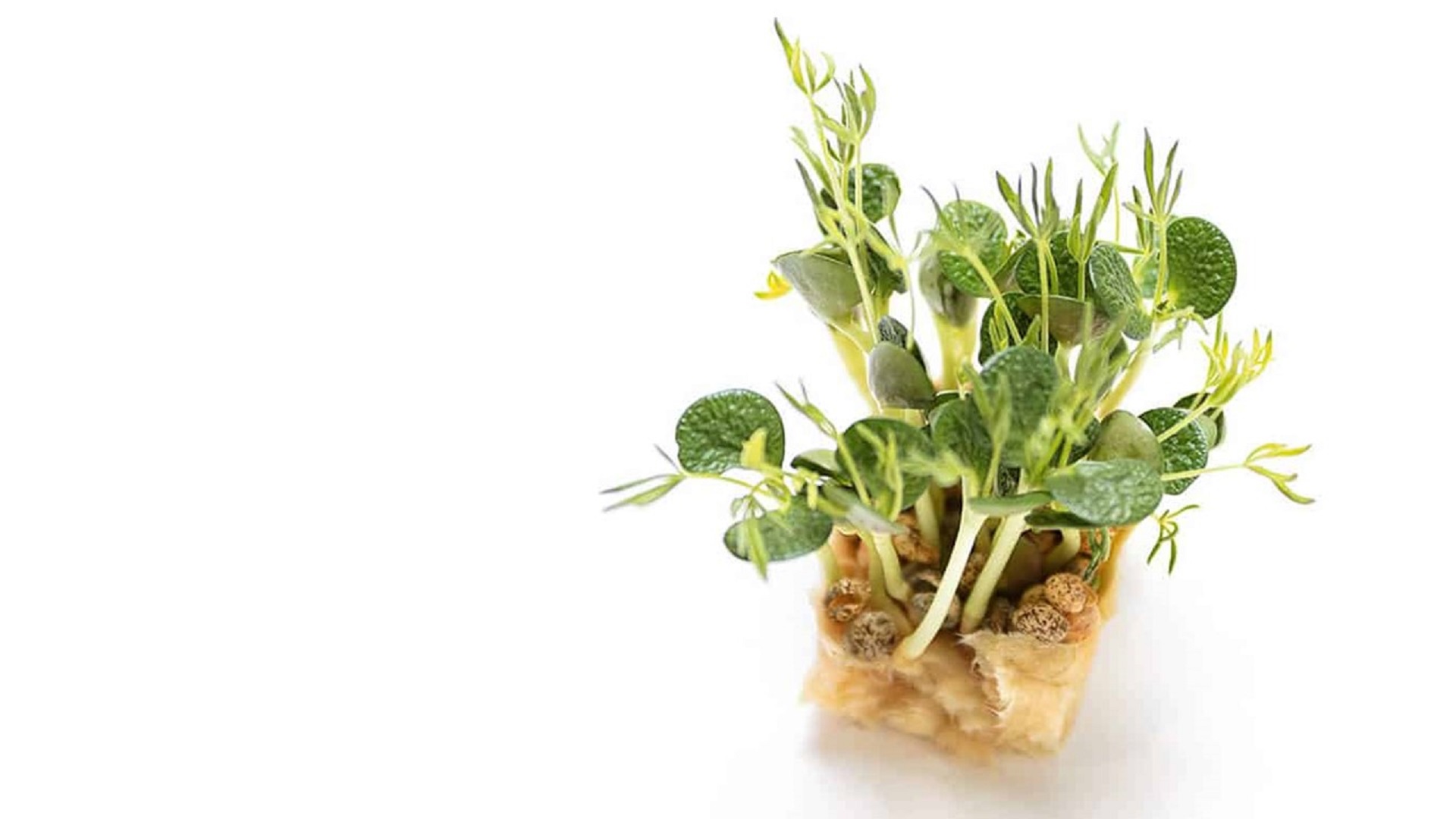 The Lupine Cress is versatile in use