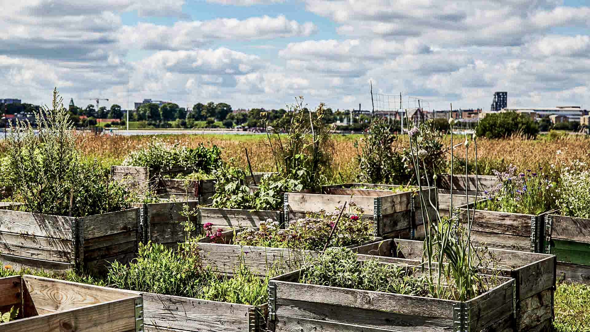 Restauranteigener Garten mit frischen Kräutern und Gemüse.