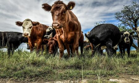 Dieter Meier’s Farm Ojo de Agua gehört zu den besten weltweit.