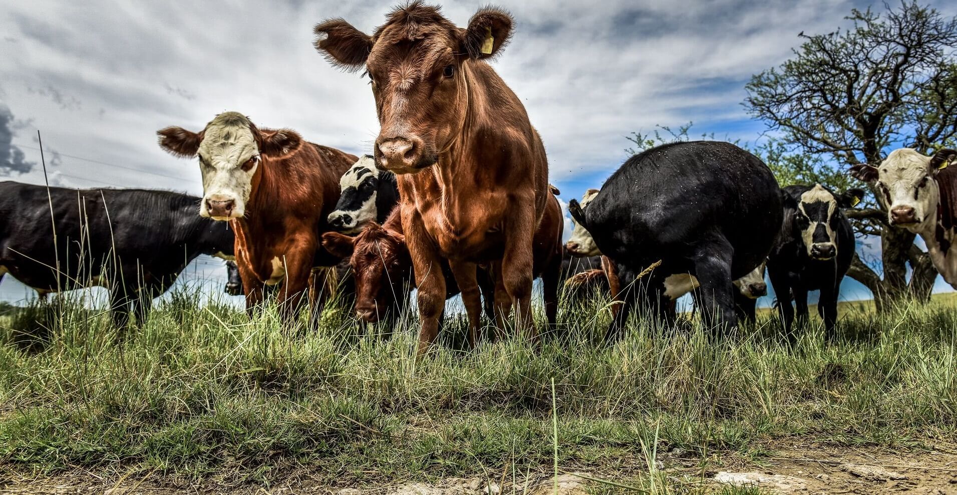 Dieter Meier’s Farm Ojo de Agua gehört zu den besten weltweit.