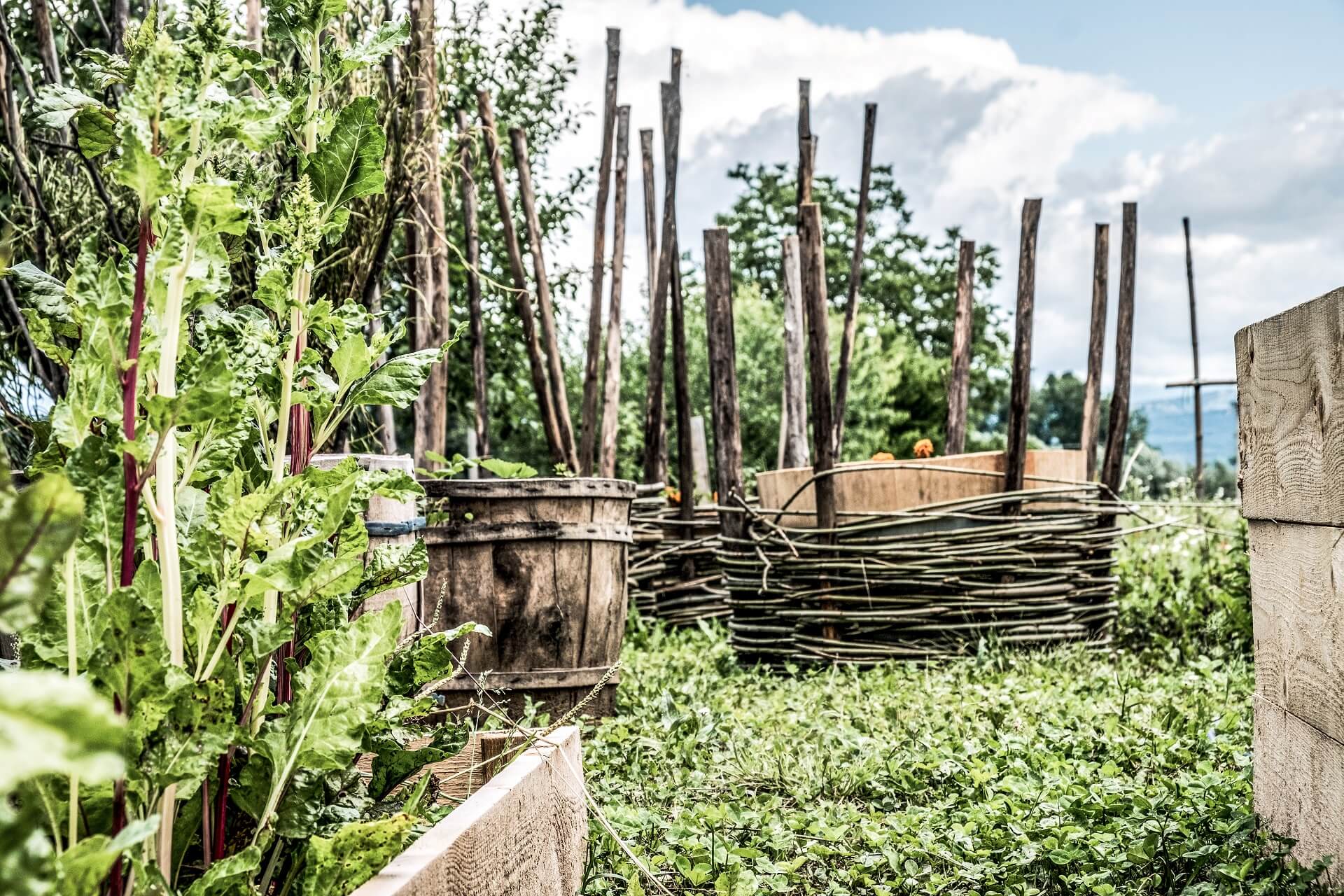 Vegetable garden by Antonia Klugmann