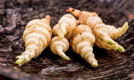 The appearance of the Stachys reminds more of a Michelin male than a delicacy