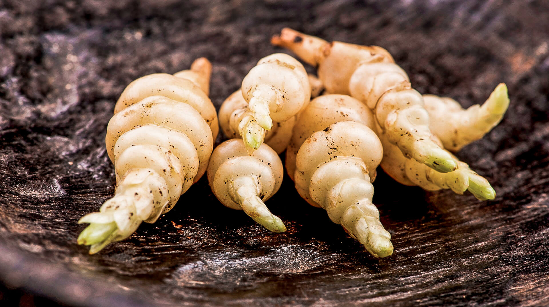 The appearance of the Stachys reminds more of a Michelin male than a delicacy