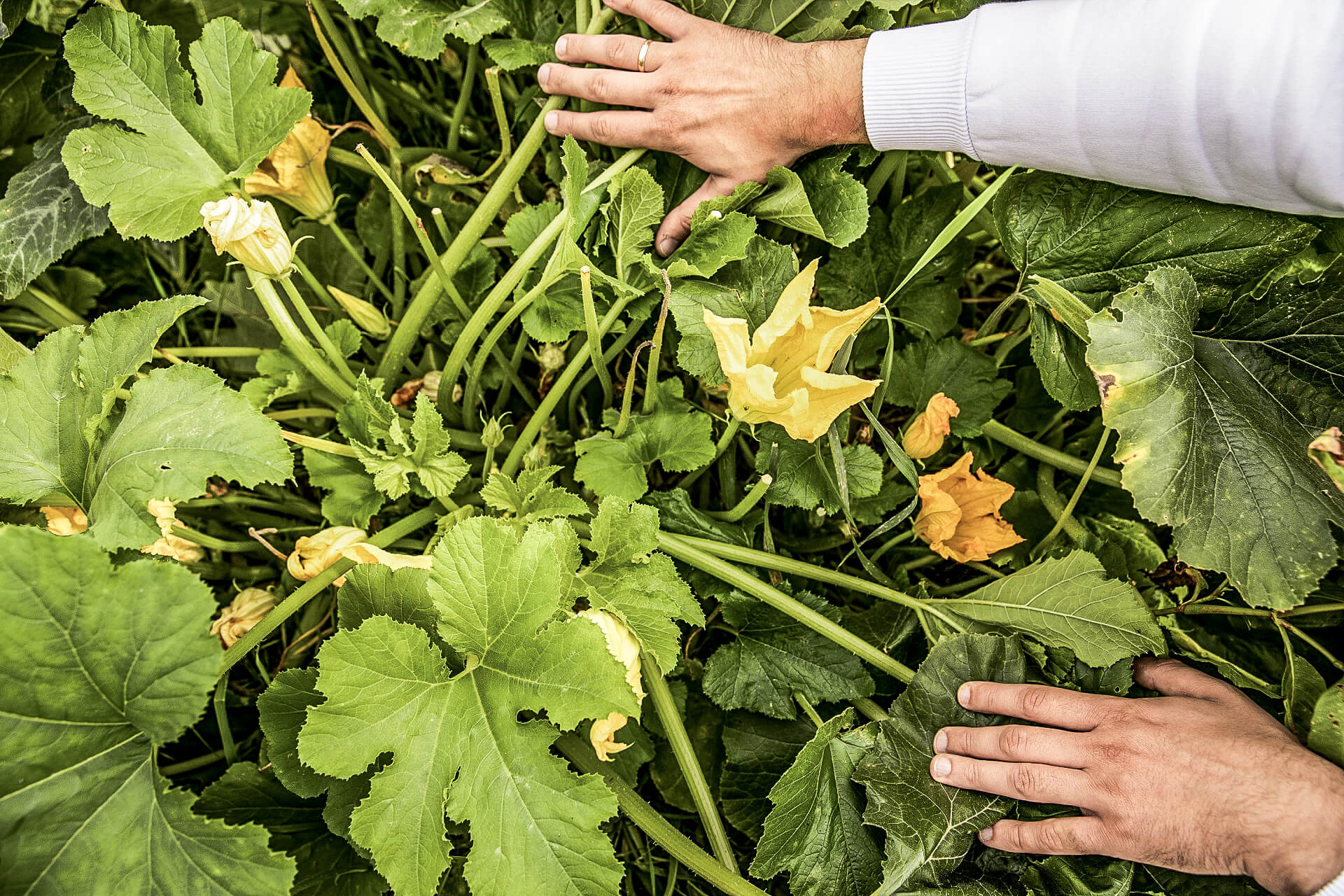 Assurance of high quality food and dishes - beside the star restaurant Ivan and Sergey run their own farm.