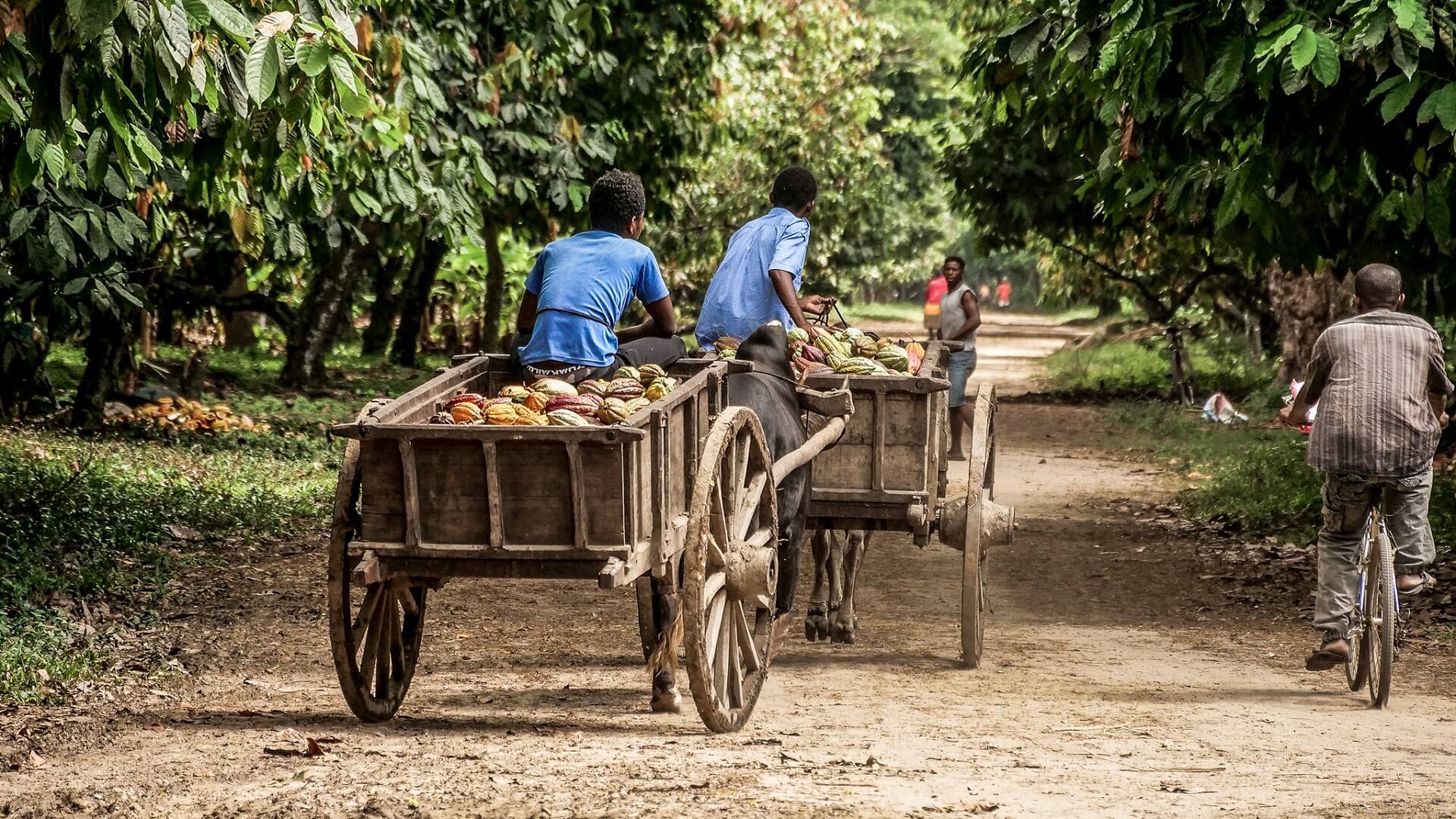 Madagascar’s vanilla production therefore illustrates the limits of fair trade like no other product.