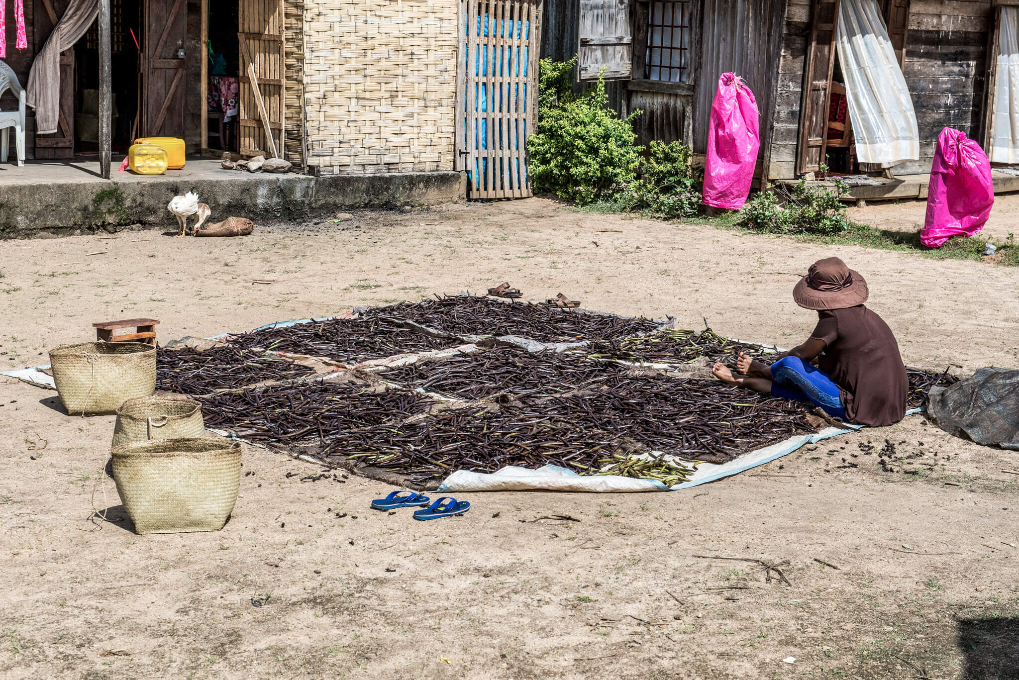 In Madagaskar leben ganze Familien vom Vanillebusiness