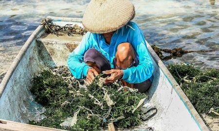 Landwirt sammelt das Superfood Algen auf einer Algenfarm in Küstennähe
