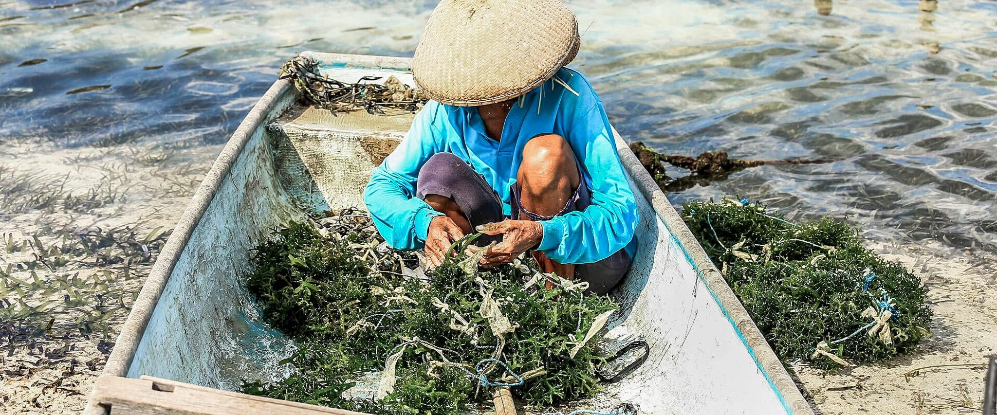 Farmer collecting superfood seaweed at seaweed farm close to coast