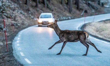Avoiding roadkill - a deer flees from a car on a country road