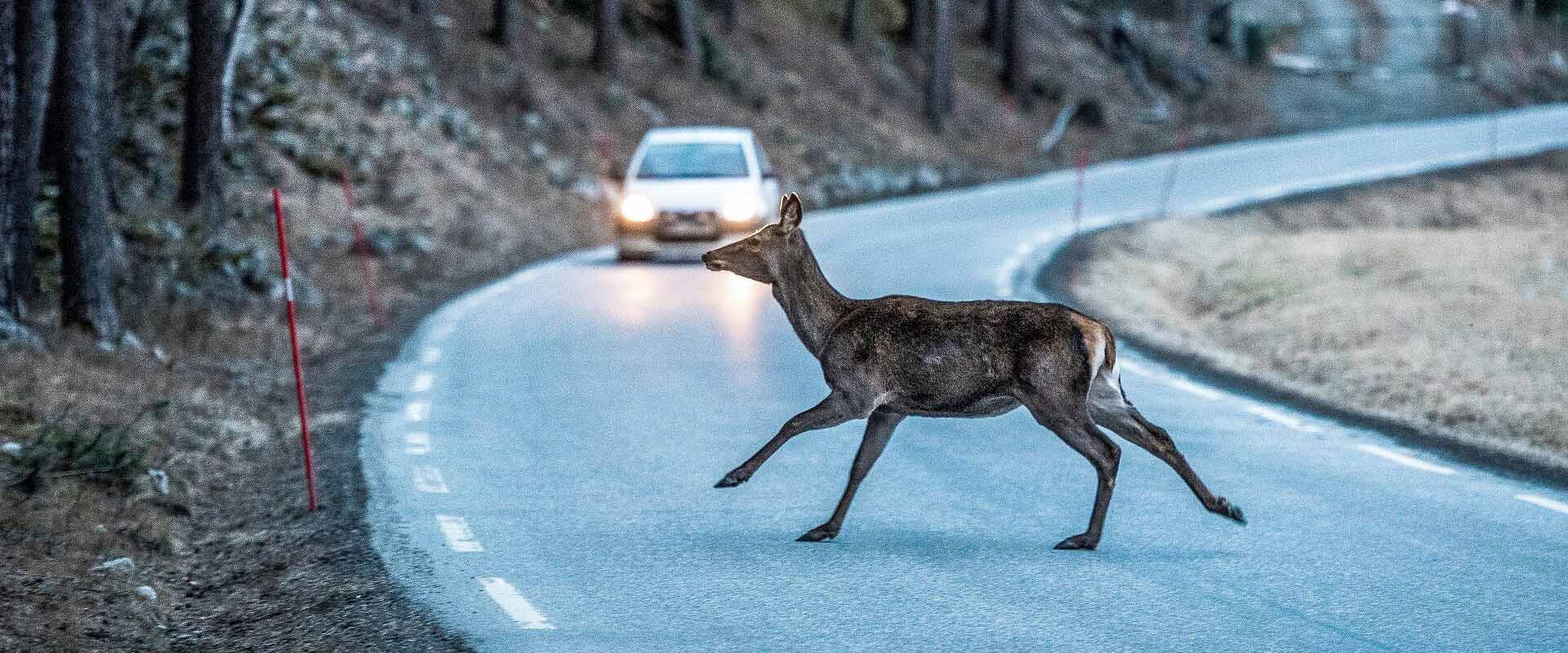 Avoiding roadkill - a deer flees from a car on a country road