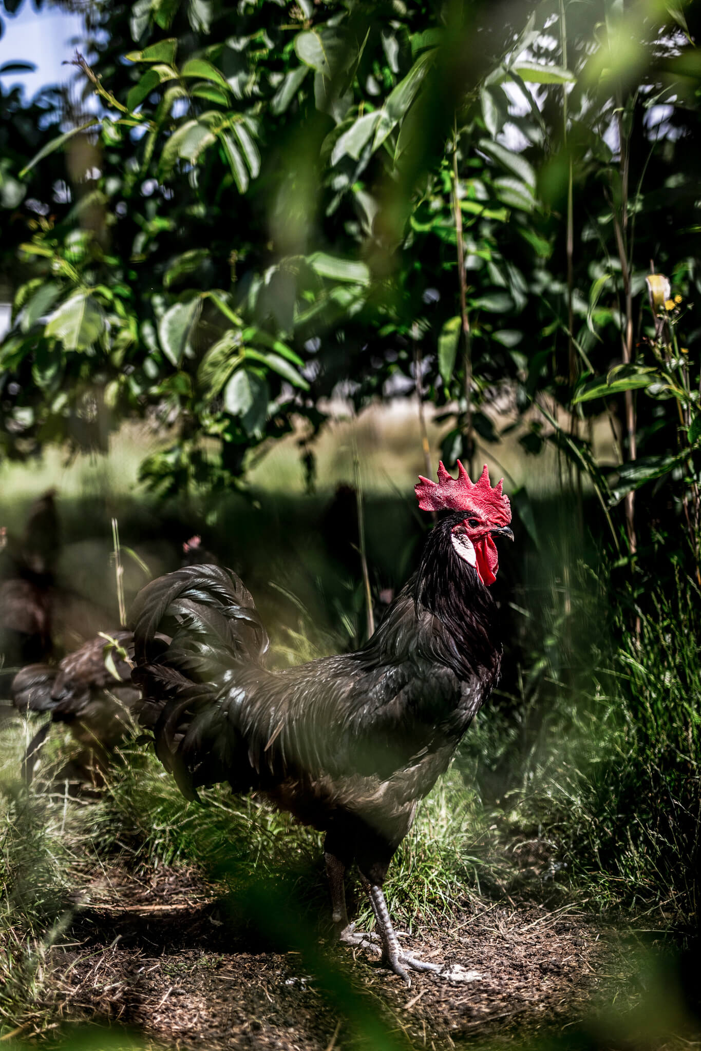 Frédéric Ménager is specialized in breeding with old poultry breeds 