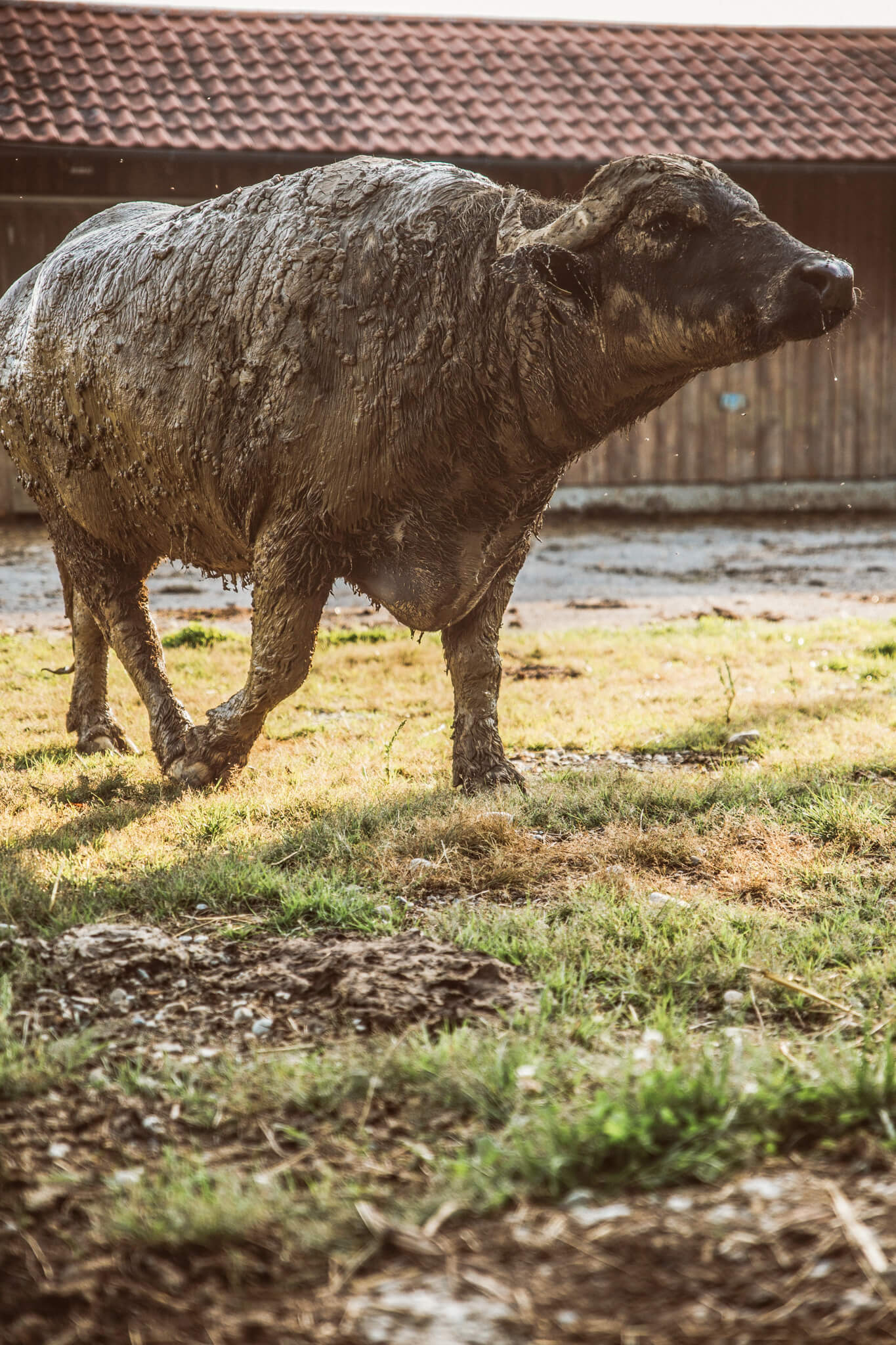 Water buffalo after mud bath - at the buffalo farm the animals are bred and utilized themselves