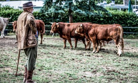 From nose to tail - the cattle breeding of Franz Keller