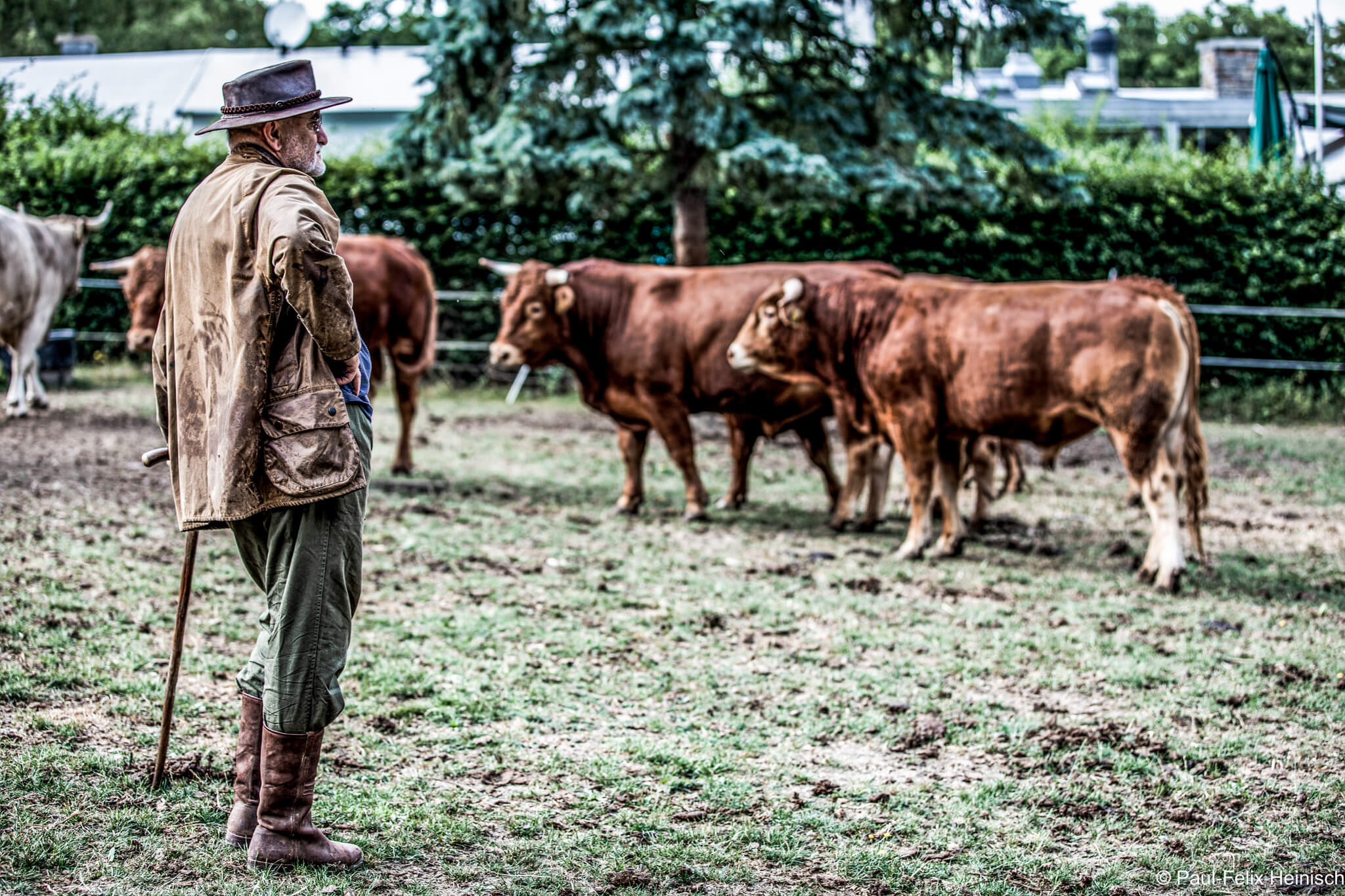 From nose to tail - the cattle breeding of Franz Keller