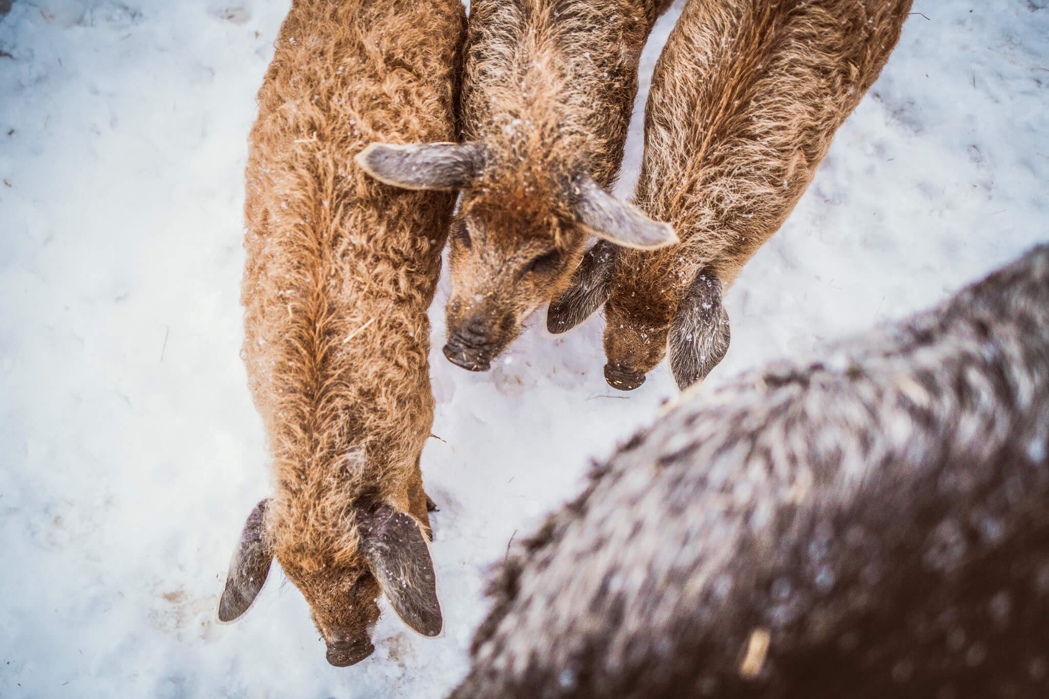 From nose to tail: Mangalitza - Wollschweine vom Büffelhof