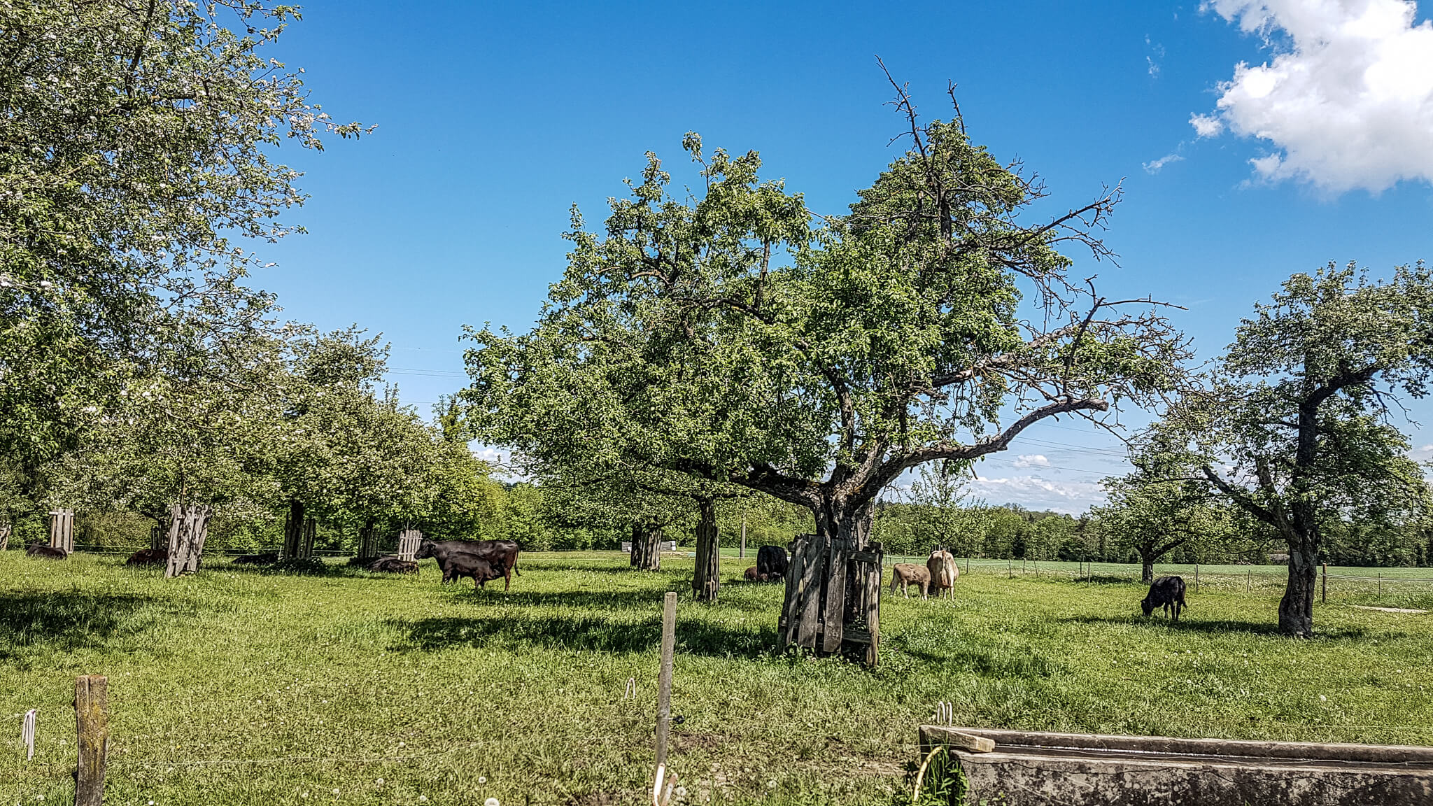 Nessensohn's cattle breeding: sustainable, healthy and high quality