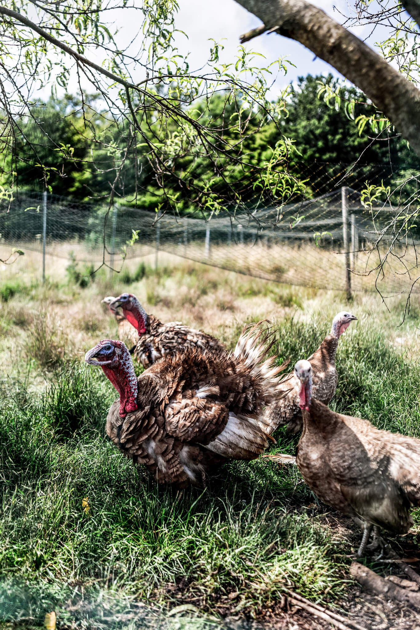 Turkey from Árdennes 