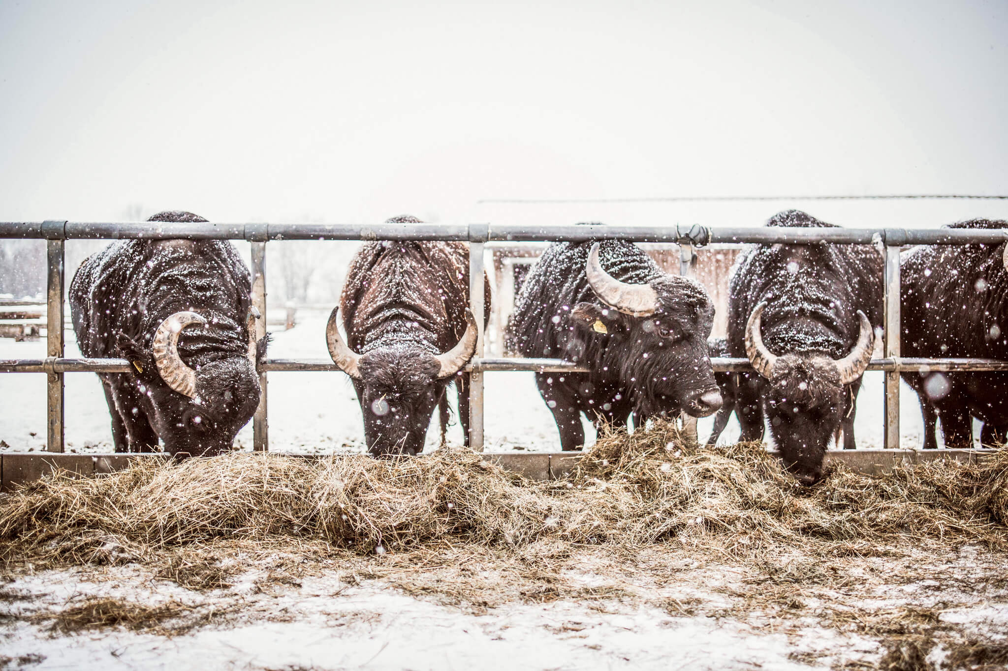 At the buffalo farm once a month a whole buffalo is processed 