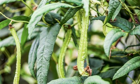 Goa Bohnen am Baum - Hilfe gegen Hungersnot?